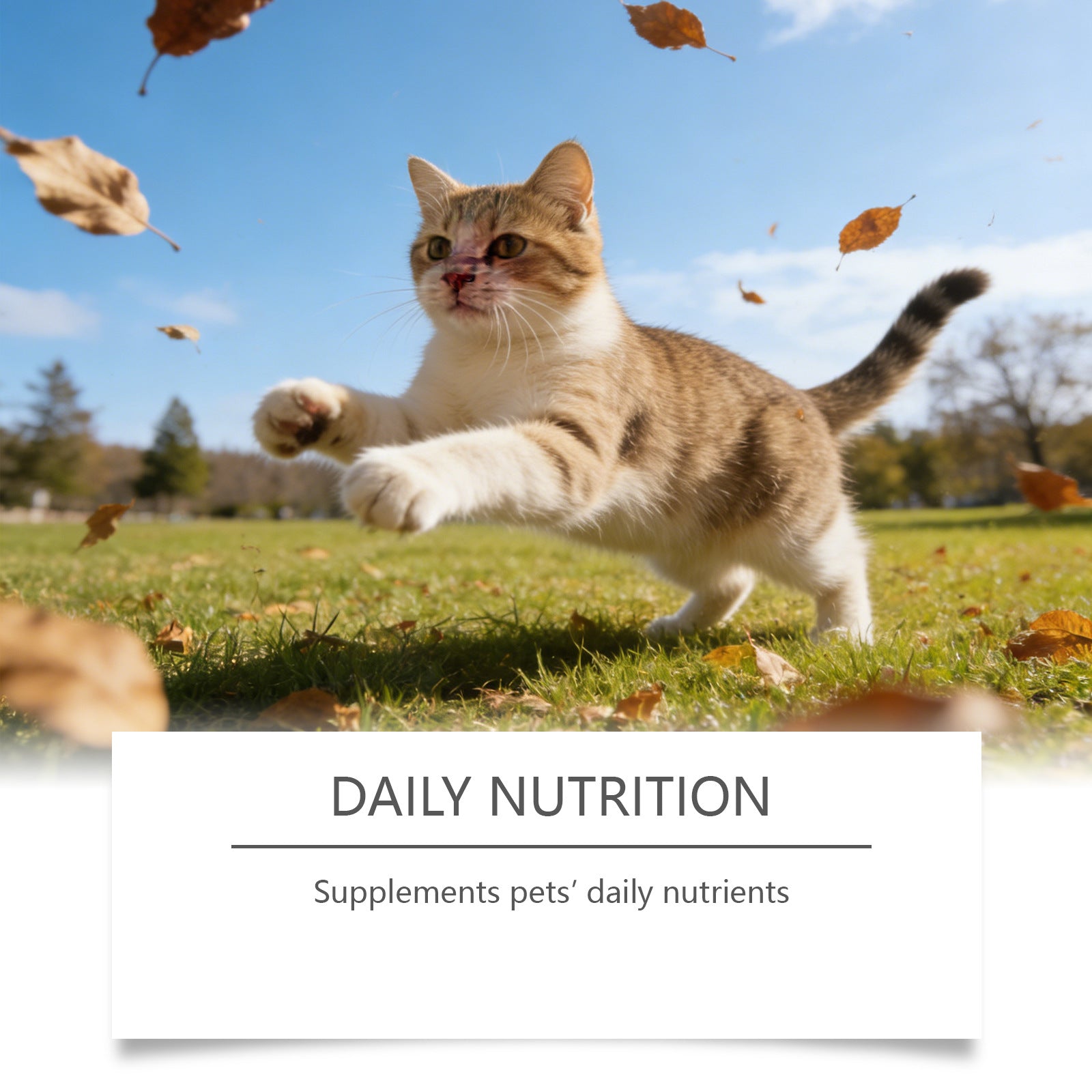 Cat Taurine Nutritional Supplement Powder